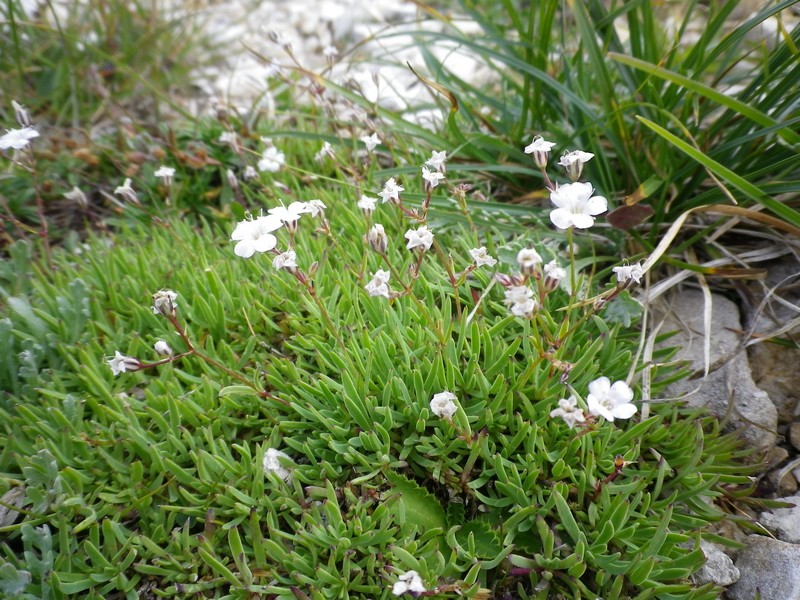 Gypsophila repens L.